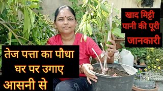 How to grow Bay leaf plant at homeघर पर गमले में लगाए तेजपत्ता का पौधा खाद मिट्टी पानी की जानकारी [upl. by Mungo]