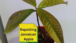 Repotting Jamaican Apple [upl. by Lleira]