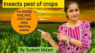 Insects pests of crops Applied Biology  By Sudesh Maam [upl. by Anrym262]