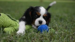 8 Week Old Cavalier King Charles Spaniel Puppy [upl. by Nosinned337]