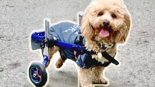 Paralysed Rescue Dog Runs In Wheelchair [upl. by Asuncion737]