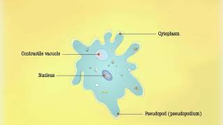 Nutrition in Amoeba  Macmillan Education India [upl. by Laius]