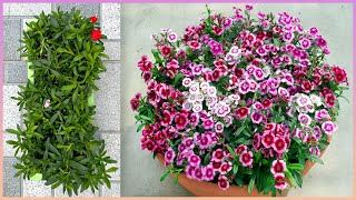 Planting and caring for the Dianthus chinensis flower makes your front yard landscape colorful [upl. by Parlin]