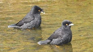 八哥冠八哥  Crested Myna [upl. by Gustafson508]