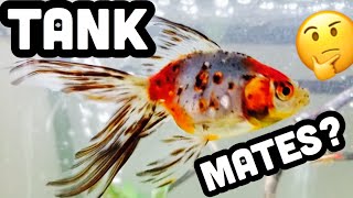 Fancy Fantail Goldfish Tank Mates [upl. by Takken386]