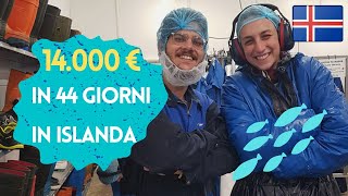 come fare 14000€ in 44 giorni in Islanda  Lavorare in Islanda durante una pandemia [upl. by Laurens]