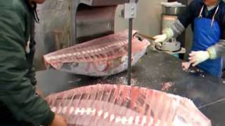 Taylor Teaches  Overfishing amp Bluefin Tuna [upl. by Anderson]