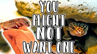 5 Reasons You DONT want a Leopard Gecko as a Pet Reptile  Are They the Right Choice for You [upl. by Krystal636]