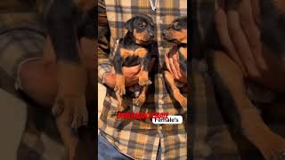 doberman for sale 9086541051 [upl. by Urania546]