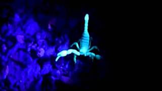 when scorpions attack glowing scorpion under uv light [upl. by Innaig120]