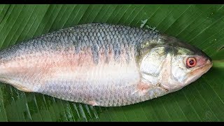 Costliest fish in the World  Ilish Fish  Pulasa Chepa  Elish Fish NeverSeenBefore [upl. by Nylrahc]