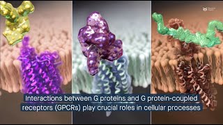 G protein trimer GβGγ composition influences membrane localization and GPCRmediated signaling [upl. by Kathlene713]