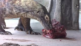 Le Varan de Komodo ou Dragon de Komodo est un grand lézard carnivore  Zoo de Touroparc 71 [upl. by Stafani]