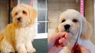 Puppy Maltipoo First Time Grooming [upl. by Ann]