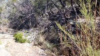 Jones Spring Pedernales Falls state park Texas [upl. by Ametaf]