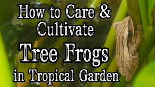 Secrets amp Ecology Balance of Nature with Tree Frogs in your Tropical Garden Polypedates leucomystax [upl. by Thorner]