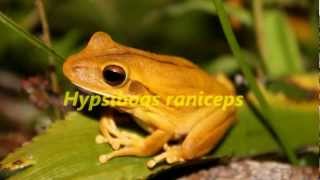 Canto nupcial de Boana raniceps  Rana Trepadora Chaqueña [upl. by Nadab827]