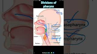 Parts of Pharynx  Nasopharynx  Oropharynx  Laryngopharynx  Hypopharynx biology neetbiology [upl. by Ramos]