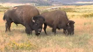 Bison sounds closeup in Montana [upl. by Raney]