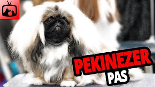 🐕 Pekinezer Pas – Sve O Pekinezer Pasmini Pasa [upl. by Cloutman609]