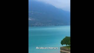 Seehotel Bönigen Switzerland lake brienz Bonigen انترلاكن سويسرا فندق سي هوتيل بحيرة برينز [upl. by Heidie]