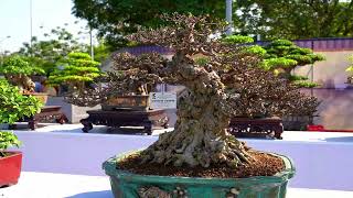 Bonsai Vietnam exhibition end year 2023 Hai Duong province [upl. by Cuyler]