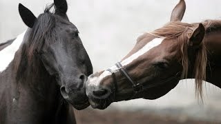 Now We Are Free by Lisa Gerrard Gladiator BEAUTIFUL HORSES [upl. by Relyhcs]