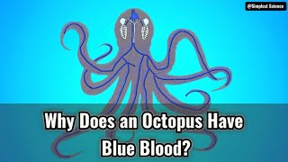 Why Does an Octopus Have Blue Blood [upl. by Barrie]