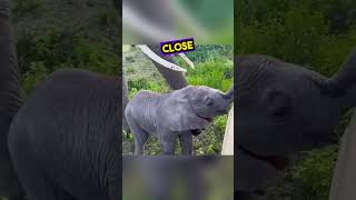 Curious baby elephant makes mama anxious😢❤️ shorts [upl. by Dorin588]