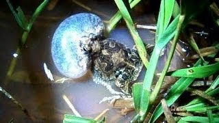 Pereréca Inchando e Cantando Physalaemus marmoratus [upl. by Adnil]