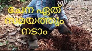 ചേന ഏത് സമയത്തും നടാം  saji anjilippa [upl. by Haimorej]