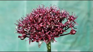 Allium atropurpureum a fragrant Allium with burgundy  maroon flowers and loved by pollinators [upl. by Ardnaxila]