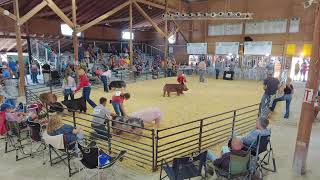 2023 Swine Barrow Show [upl. by Durwood719]