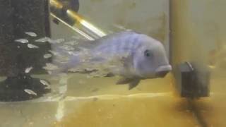 Blue Dolphin cichlid with fry [upl. by Atik]