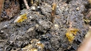 Furry Yellow DungFlies Scathophaga stercoraria [upl. by Ispep]