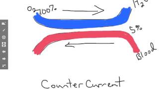 Countercurrent blood flow [upl. by Divan]