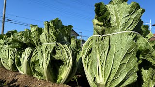 畑で育つ野菜を長期保存する方法 白菜の縛り方、人参大根の保存 寒さに強い野菜と弱い野菜 23128 [upl. by Eiuqcaj680]