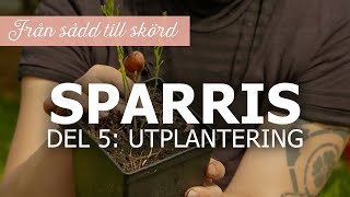 Sparris från sådd till skörd – Del 5 Utplantering [upl. by Anai507]