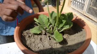 How to care for Gerbera Plant BENGALI [upl. by Ecinwahs]