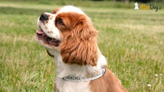 Collier médaille bandana chien Bretagne Hermine Triskèle [upl. by Conte]