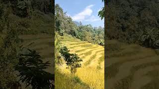 Paddy fields in Sikkim organic agriculture farmer in Sikkim [upl. by Neesay612]