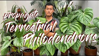 100 Propagation Success HACK For Terrestrial Philodendrons  Demonstration WITH UPDATES [upl. by Reggis922]