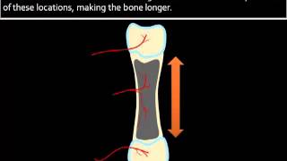 Bone Formation Growth [upl. by Lal]