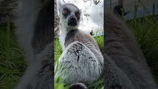 Lemur up close [upl. by Bilbe]