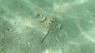 Snorkeling and Swimming with Whale Sharks in baja mexico fish whaleshark dolphin snorkling [upl. by Lachish755]