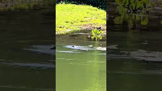 double crested cormorant catching a fishfishing birdsদৈকলা চৰাইচিকাৰী চৰাইপখিপাখীs24ultra zoom [upl. by Adora]