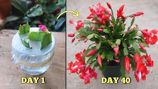 EASIEST amp SUCCESSFUL Way to Propagate Christmas Cactus Plant from Cuttings at Home [upl. by Lednyk]