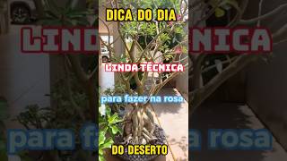 Dica do diaLinda técnica para fazer na rosa do deserto 🏜️ plantas casa [upl. by Ludovico428]