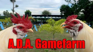 Lets Visit The Farm Of ADA Gamefarm [upl. by Amikan280]