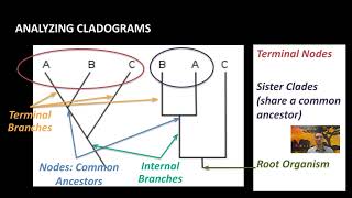 IB Biology A32 Classification amp Cladistics [upl. by Bastien]